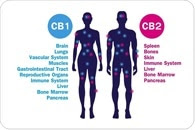 Does Cannabis Interact with the Gut Microbiome?