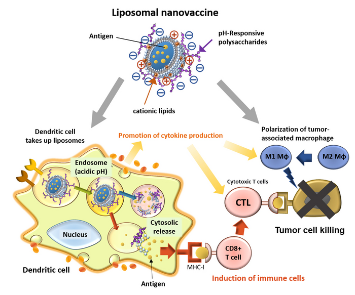 Cancer immunity induction system