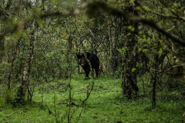 Ameaça a animais e terras, javalis são caçados no pampa gaúcho Carlos Macedo/Agencia RBS