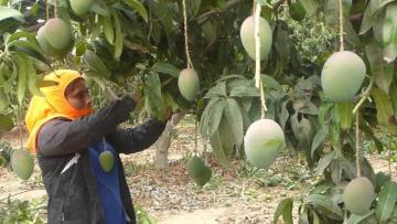 3.118 productores y fundos comerciales se dedican a la producción de mango en Lambayeque
