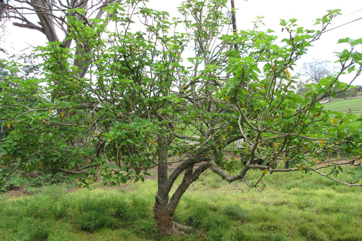 The shrub Jatropha curcas, from which the team isolated a new compound that can target an "undruggable" cancer protein