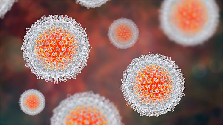 The figure shows a three-dimensional illustration of the hepatitis C virus.