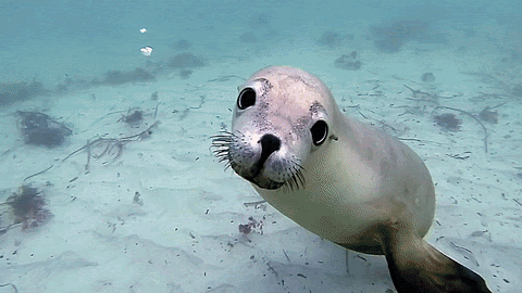 sea hd lion nothing fancy