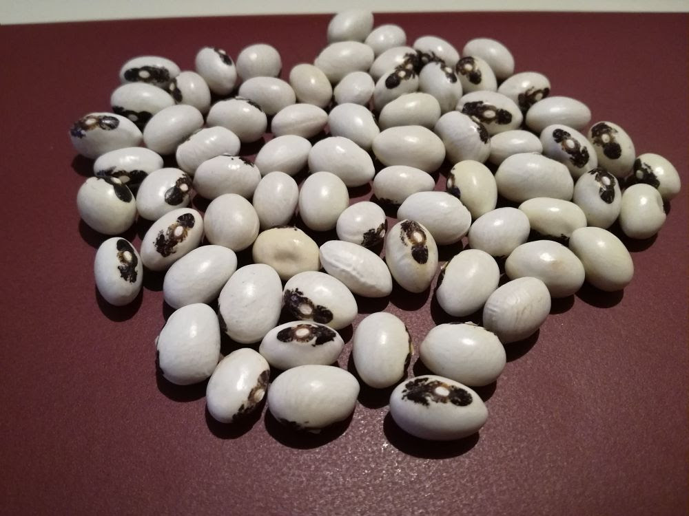 I fagioli dei Nebrodi, in Sicilia, sono un nuovo Presidio Slow Food I fagioli dei Nebrodi, in Sicilia, sono un nuovo Presidio Slow Food