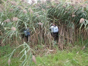 Two workers with backpack sprayers enter a dense patch of phragmites