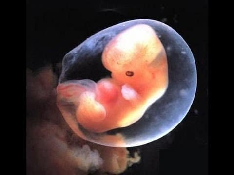 Human embryo biological entity. Relevance of biological entity of human embryo if it is a biological being of our species it should be respected in all circumstances