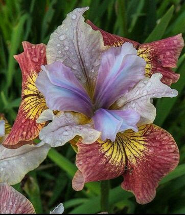 Flower-Iris-with-Gold-Dust