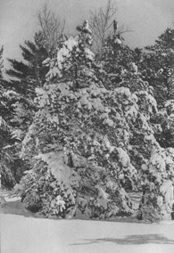 snow-laden-pitch-pines