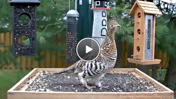 Ruffed Grouse Arrives Front And Center