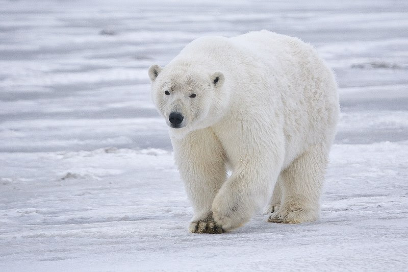 File:Polar Bear ANWR 3.jpg