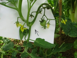 2. One week later - flower truss with new shoot on end getting much larger.