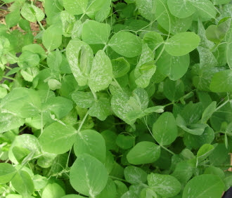Oregon Sugar Pod makes luscious shoots which can be cut several times for a seedling crop
