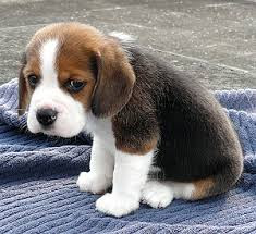 sad puppy