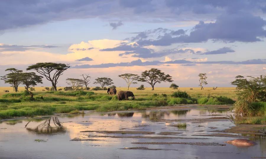 elephants in Tanzani