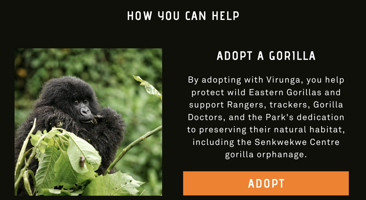 By adopting with Virunga, you help protect wild Eastern Gorillas and support Rangers, trackers, Gorilla Doctors, and the Park's dedication to preserving their natural habitat, including the Senkwekwe Centre gorilla orphanage.
