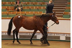 Poyle Dee Dee tops the day's bidding during the Tattersalls December Mare Sale