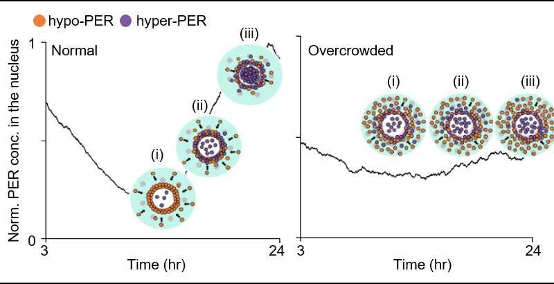 Cytoplasmic traffic jam disrupts sleep-wake cycles