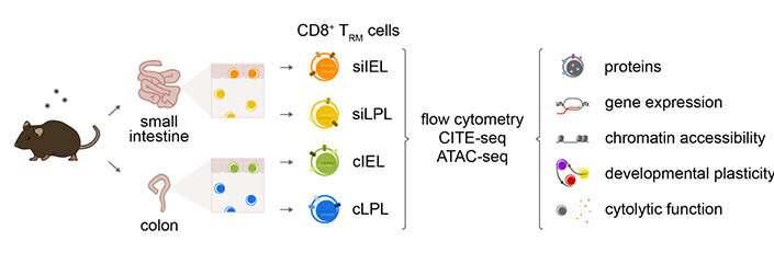 Tissue-specific immunity may be the future, if we can first learn its rules