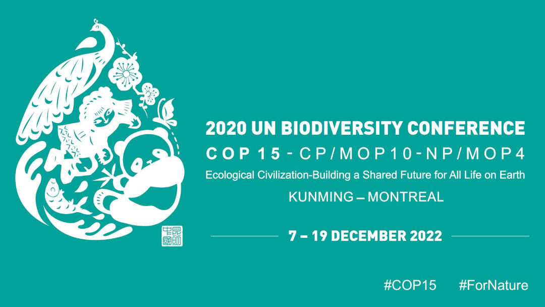 [COP15 Biodiversidad]
                                          Analizan el estado de las
                                          negociaciones de la Estrategia
                                          Mundial de la Biodiversidad
                                          2030