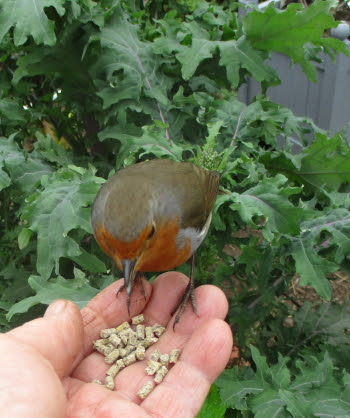 Robin having a little snack beside the Ragged Jack Kale!