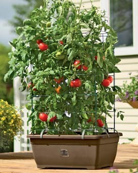 Self-Watering Tomato Planter for Growing Patio Tomatoes