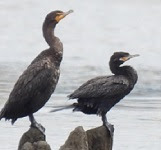 Neotropical cormorant