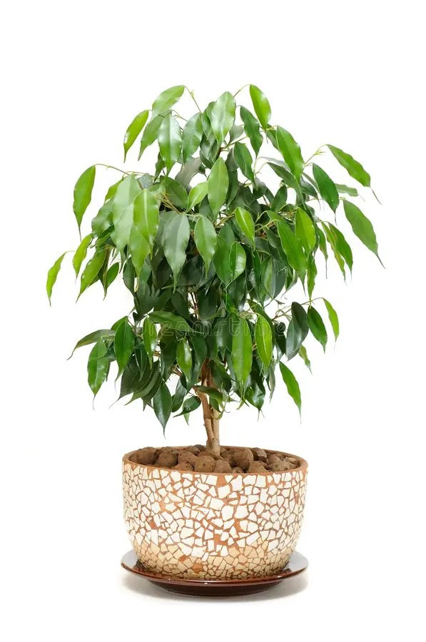 Weeping Fig (Ficus Benjamina) in Pot Stock Image Image of environment