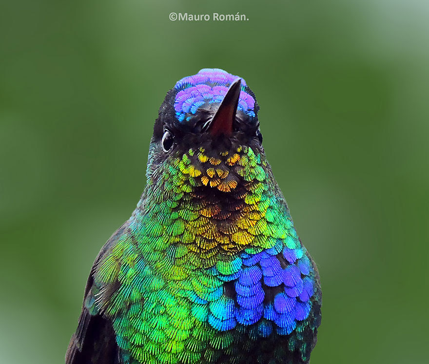 BREATH-TAKING HUMMINGBIRD CLOSE-UPS Cute-beautiful-hummingbird-photography-4