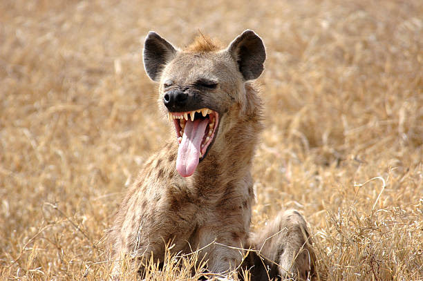 hyena showing tongue - hyena stockfoto's en -beelden