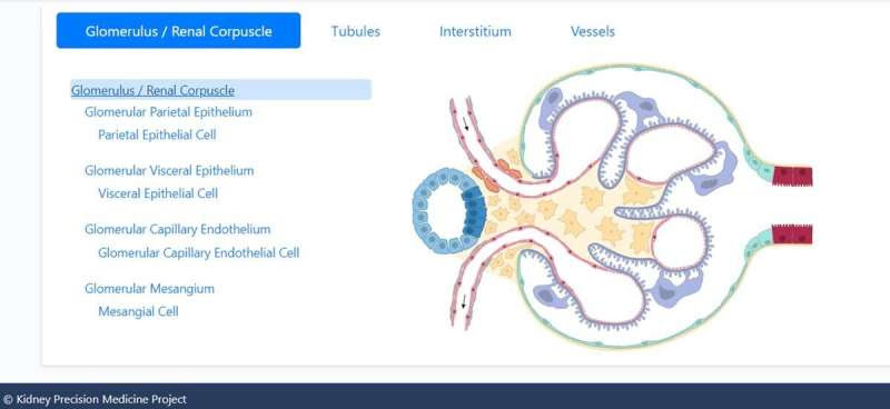 A reference tissue atlas for the human kidney