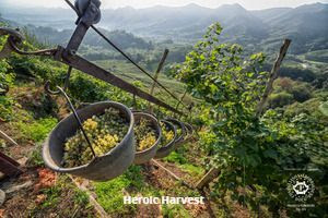 Heroic harvest in the hills of Conegliano Valdobbiadene Prosecco Superiore Docg_photo credits Arcangelo Piai