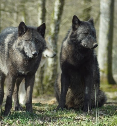 black wolves