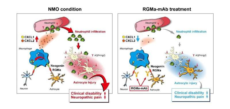 Fight friendly fire with fire: an antibody for treating autoimmune disease