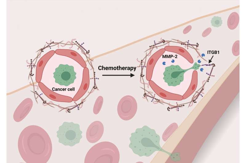 Chemo helps breast cancer cells get their ‘foot in the door’ to the lungs