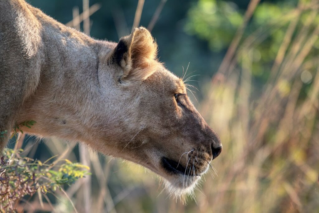 ‘Big Pride’ Resurges in South Luangwa