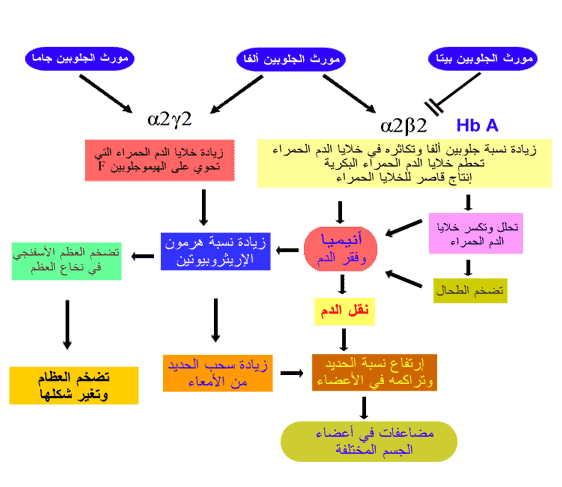 فقر الدم الثلاسيميا في حوض البحر الأبيض المتوسط