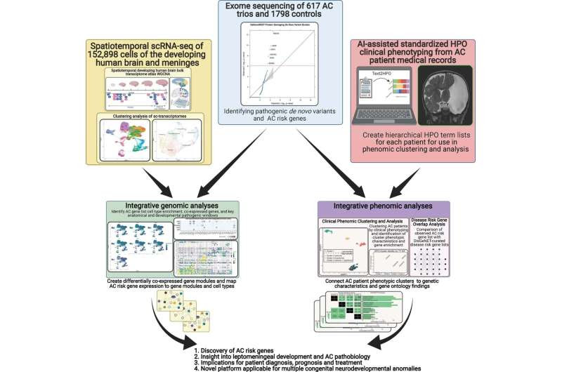 Gene variants linked to cerebral arachnoid cysts overlap with development disorders, autism, and epilepsy