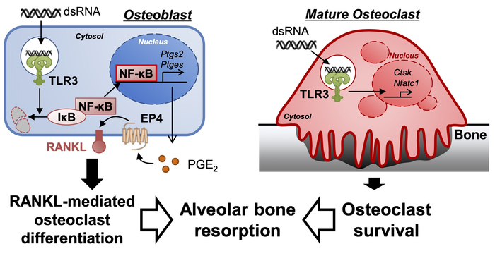 Illustrating the roles of TLR3 signaling in alveolar bone resorption.