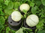 2 'Lidl Charentais' & 'Emir' (at back) melons on 2.litre pots 20.8.13