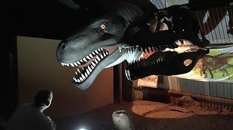 Una réplica de la cabeza del dinosaurio Giganotosaurus, que quiere decir “lagarto con diente de tiburón”. Fue uno de los dinosaurios carnívoros más grandes del mundo. Medía 15 metros de largo y 5 metros de altura. Cazaba en manada a gran velocidad