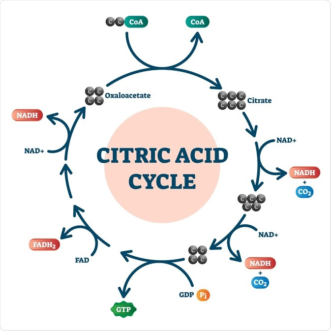 citric acid cycle