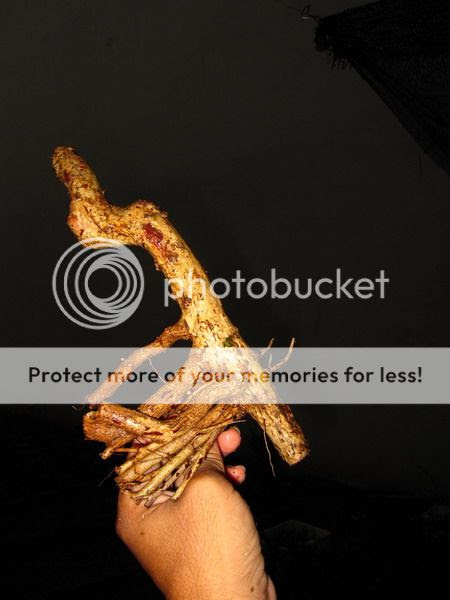 photo IMG_1809_zps36cec7d8.jpg