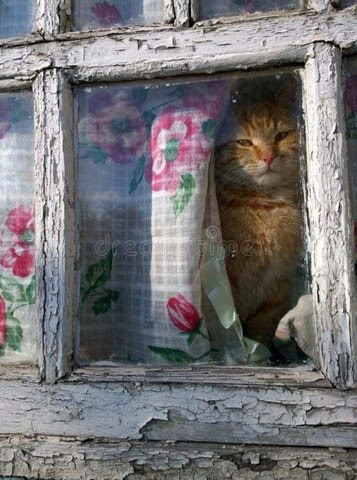 Cat-window-lookout