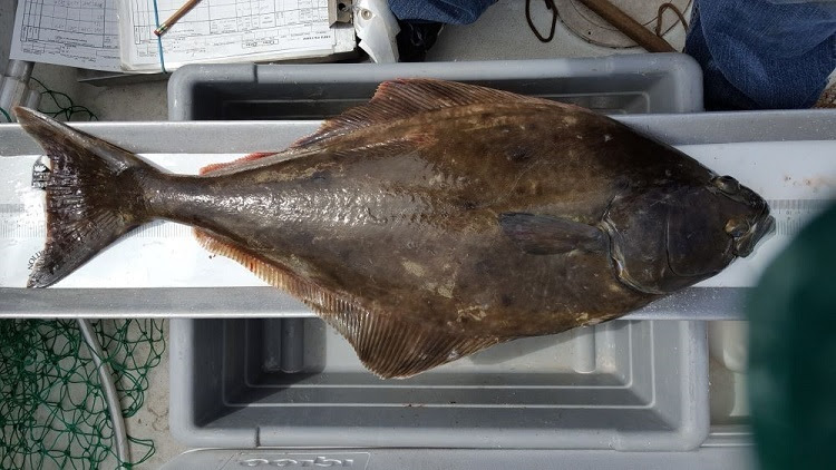 A Pacific halibut is measured on a boat deck.