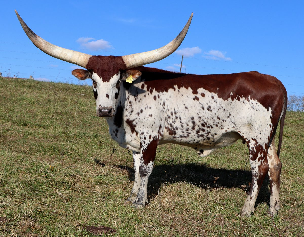 This age 4 Watusi cow in the DCC herd traces back to Jimmy 6 generations deep. This is now called the "Swede pattern." The word "Jimmy" came from Jimmy Tarbox and of course Sweden was the birth origin.