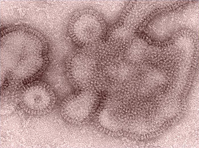 Influenza Virons