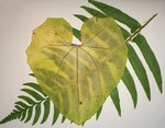 Leaf valentine Leaf valentine
