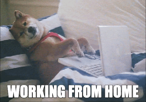 Gif of a dog kicked back on a sofa with a laptop
