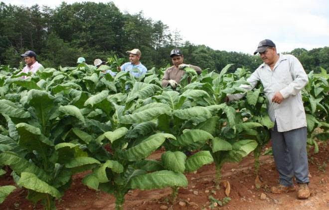 Tobacco Farmer Newsletter: A MID-SEASON REPORT FROM THE FIELD