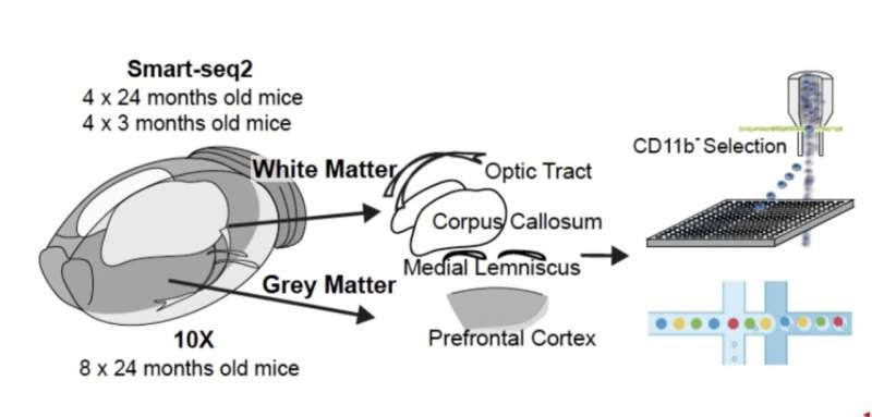 Study shows that adaptive immune responses can cause cellular loss in the aging brain